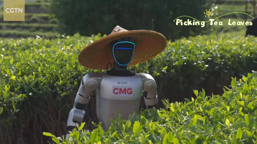 Tea harvesting humanoid robots begin tea field trials in China